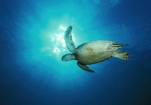 Turtle against the sun, Malasia, Nikon F90X, 17mm by Robin Orrow 